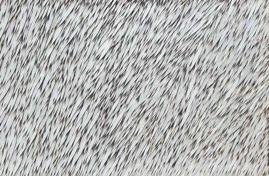 TANYA STUBBLES "Quills"